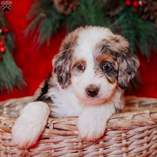 Wesley, Mini Bernedoodle Puppy